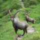 La Fauna nel Parco Naturale delle Dolomiti Friulane