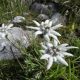I fiori delle Dolomiti Friulane